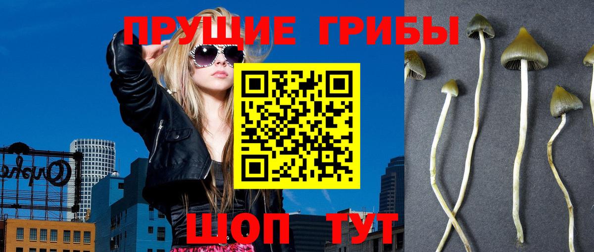 Псилоцибиновые грибы Cubensis  Вход с VPN  Псилоцибиновые грибы Psilocybine cubensis  Киров 